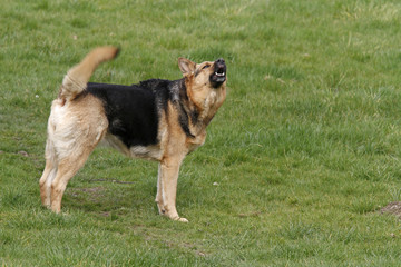 Schäferhund-Mischling zeigt die Zähne