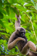 Gibbon