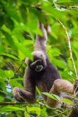 Gibbon