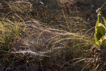 Small spider web built in a grassy area in the woods