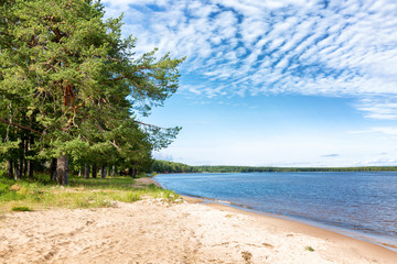 Trees on the sandy shore of the lake