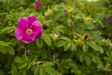 Obraz premium Hundsrose Rosenblüte