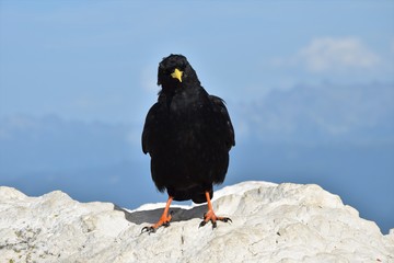 Chocard on a French mountain