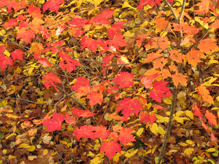 Red Autumn Leaves