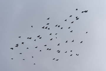 The black birds in flight in sky