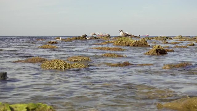 Gulls float in the water and stand on rocks in the sea on a rocky shore and in the distance ships in the roadstead