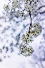 White and green cherry blossoms isolated against sky