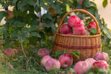 Organic ripe fruit in basket in autumn garden. Fresh harvest of apples.
