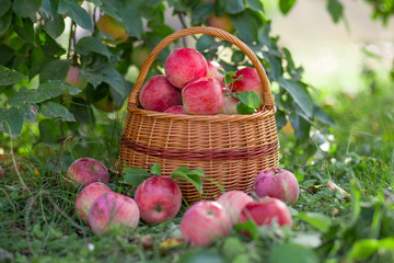 Organic ripe fruit in basket in autumn garden. Fresh harvest of apples.