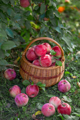 Ripe apples in basket in autumn garden.Top view.