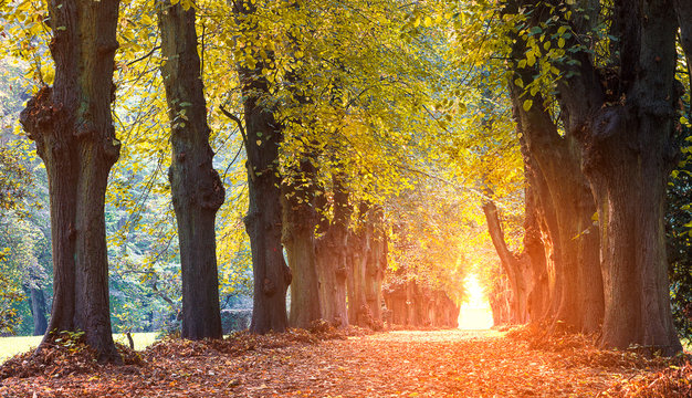 goldene Herbststimmung im Park, Rostock, Lindenpark, Mecklenburg Vorpommern