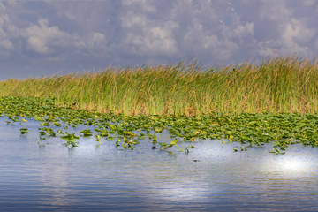Everglades