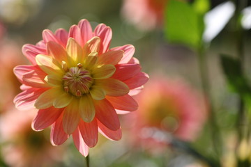 dahlia