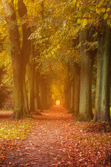 Goldener Herbst im Park in einer Allee, Lindenpark, Rostock, Mecklenburg Vorpommern