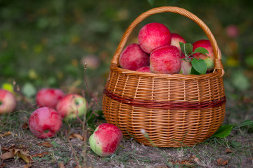 Organic ripe fruit in basket in autumn garden. Fresh harvest of apples.