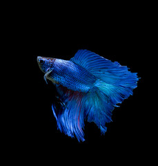 Betta fish, siamese fighting fish, betta splendens isolated on black background