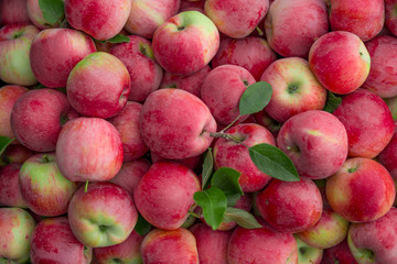 Ripe organic apples. Texture and background.