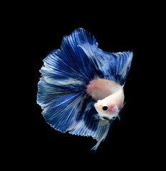 Betta fish, siamese fighting fish, betta splendens isolated on black background