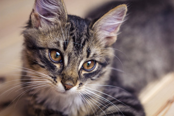 A beautiful young cat.