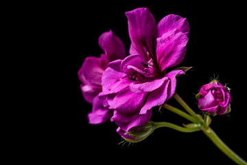 blooming bunch of pink geranium flowers close up isolated on black background
