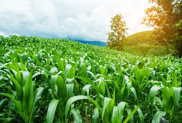 Corn farm on hill with blue sky and sunset background