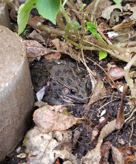 Frog in the leaves