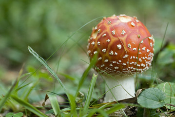 undergrowth with a newly born Muscular Amanita (red and white), poisonous and potentially deadly fungus, surrounded by green grass, forest, Madonna di Campiglio, Trentino Alto Adige, Italy.