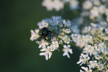 insect macro 01