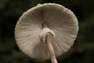 Parasol Mushroom