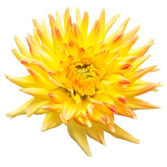 Flower of beautiful yellow dahlia macro nature isolated on white background. Botanical, concept, flora, idea. Peony form