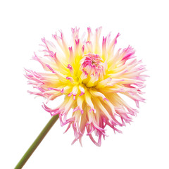 Pink and yellow flower dahlia isolated on white background. Flat lay, top view