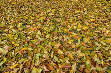 Autumn background with colorful leaves