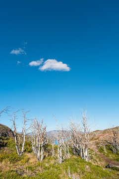 Forest in Torres del Paine National Park in Autumn, Patagonia, Chile