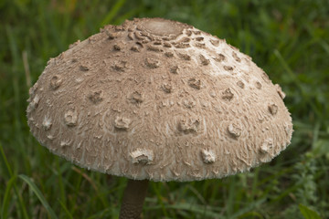 Parasol Mushroom