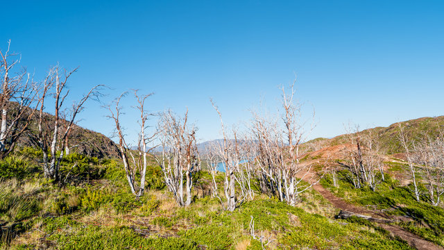Forest in Torres del Paine National Park in Autumn, Patagonia, Chile