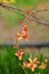 Young red leaves on tree in spring