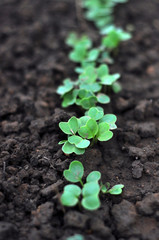 Green young leaves of radishes on a black ground