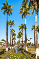 Fototapeta premium Aligned palm trees