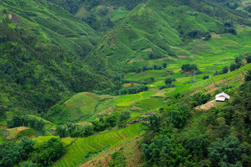Naklejka na ściany i meble Amazing view.Terraced rice field landscape in Sapa, Northern Vietnam.