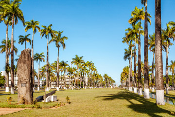 Aligned palm trees