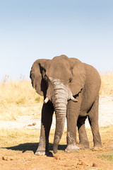 Obraz na płótnie Canvas African Elephant, Botswana