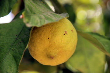 The lemon lay on the ground as well as on the tree.