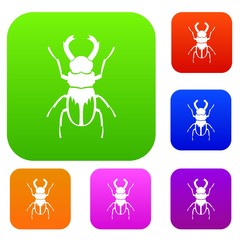 Rhinoceros beetle set collection