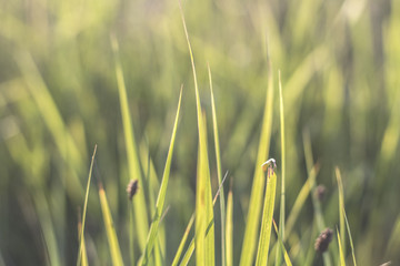 pale abstract grass background
