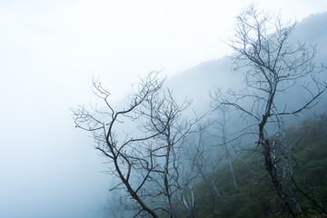 tree in a field, winter season.