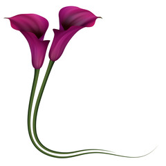 Realistic violet calla lily, corner. The symbol of Royal beauty.