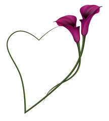 Realistic violet calla lily, romantic frame. The symbol of Royal beauty.