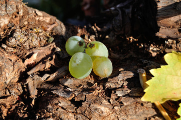 Uvas