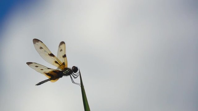 Slow motion beautiful dragonfly on top grass on sky blue background