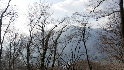 Alberi e panorama su Lecco